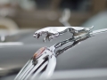 Jaguar Kühlerfigur