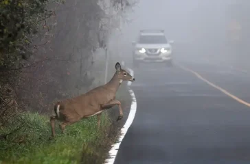 Symbolbild. Foto: Carol Hamilton - stock.adobe.com