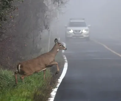 Symbolbild. Foto: Carol Hamilton - stock.adobe.com