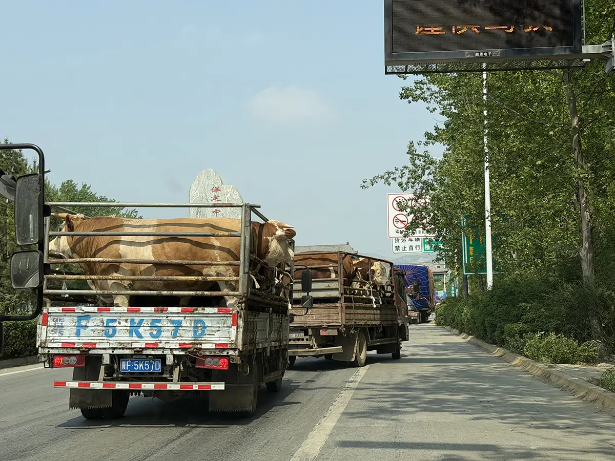 Insgesamt richtet sich der Ora 5 weniger an sportlich orientierte Fahrer, sondern vielmehr an Kunden, die ein gut ausgestattetes, komfortables Kompaktfahrzeug zu einem attraktiven Preis suchen. Foto: GWM