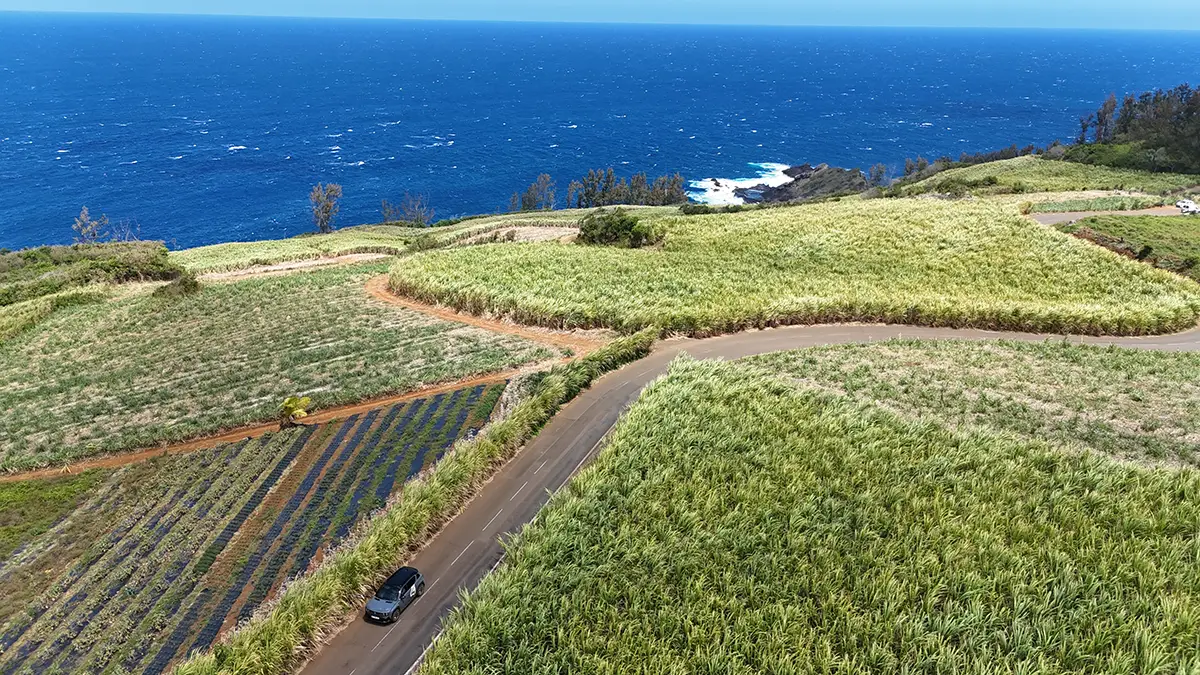 Luftaufnahme eines dunklen Fahrzeugs, das auf einer schmalen Asphaltstrasse mitten durch dichte, hellgrüne Zuckerrohrfelder an der Küste von La Réunion fährt.